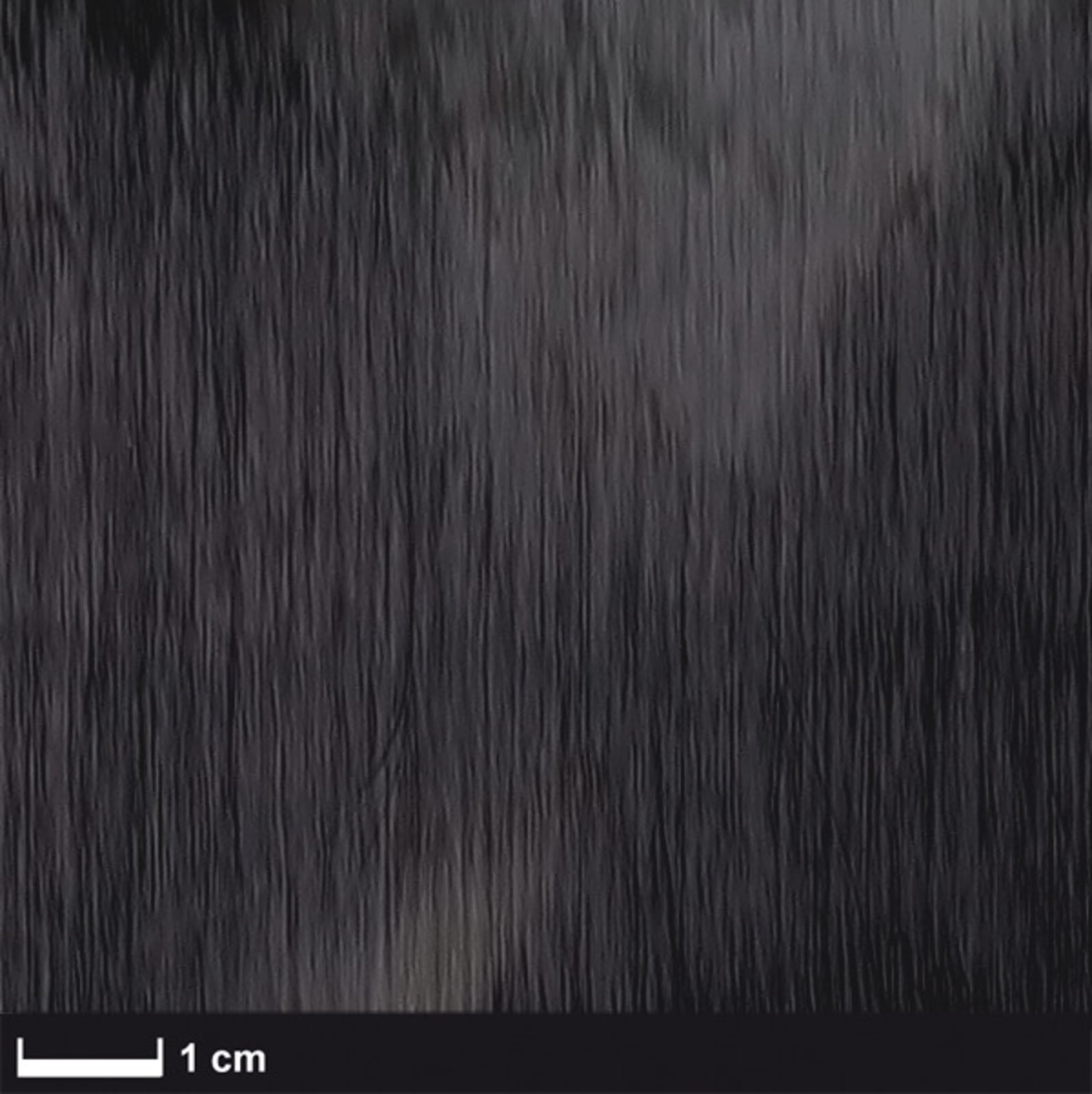 Carbon non-crimp fabric ST 80 g/m² (UD) 50 cm