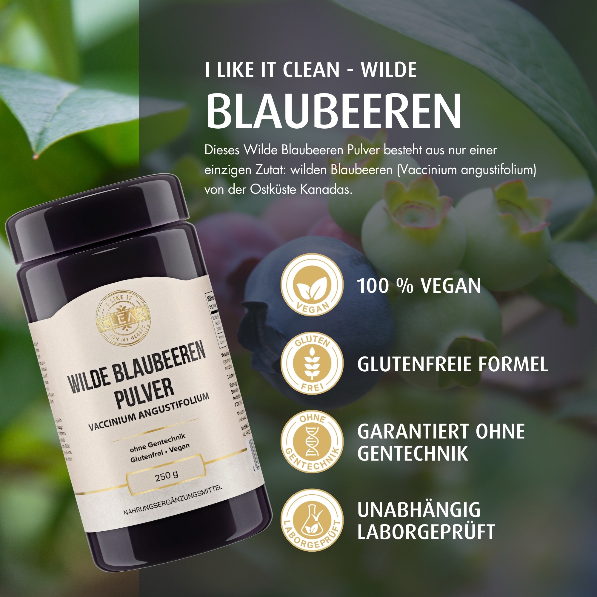 Produktfoto: Ein Behälter mit der Aufschrift “Wilde Blaubeeren Pulver“. Das Etikett zeigt, dass es sich um ein gentechnikfreies, glutenfreies und veganes Produkt handelt. Der Behälter hat ein Fassungsvermögen von 250 g und ist als Nahrungsergänzungsmittel gekennzeichnet. Das Design ist schlicht und informativ, mit einem goldenen Logo oben auf dem Etikett.