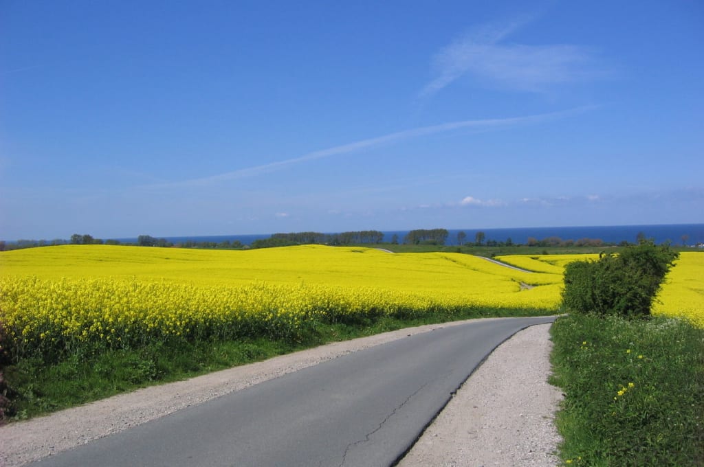 Rapsblüte an der Ostsee