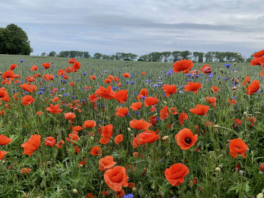Mohnblüte Ostsee