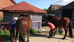 Pferde auf dem Reiterhof Never in der Nähe von Rerik