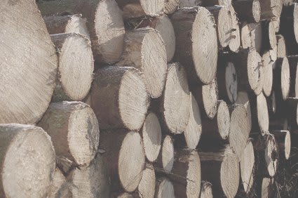 Holz 1
